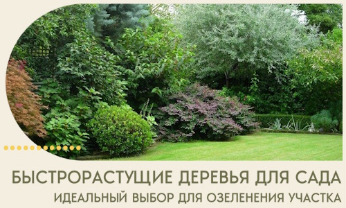 Быстрорастущие деревья для сада идеальный выбор в Волжском