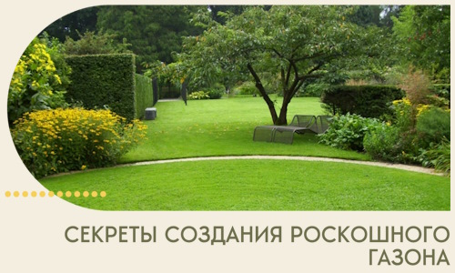 Секреты создания роскошного газона в Волжском